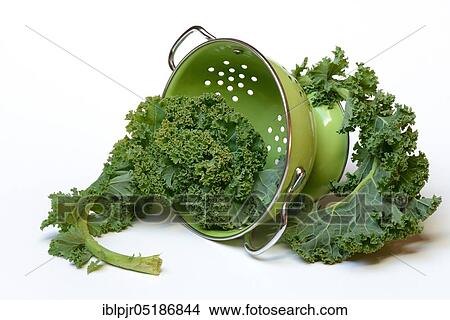 Brassica oleracea in draining sieve, curly cabbage, spring cabbage, winter cabbage ( Brassica oleracea acephala var. sabellica) View Large Photo Image Picture - Brassica oleracea in draining sieve, curly cabbage, spring cabbage, winter cabbage ( Brassica oleracea acephala var. sabellica). Fotosearch