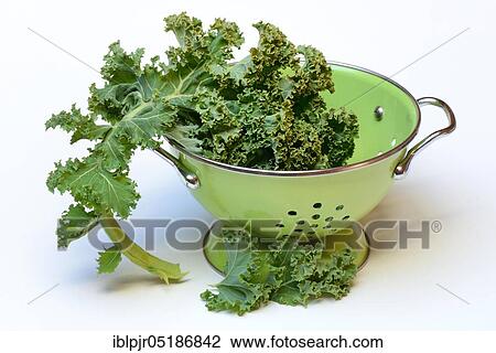 Brassica oleracea in draining sieve, curly cabbage, spring cabbage, winter cabbage ( Brassica oleracea acephala var. sabellica) View Large Photo Image Stock Image - Brassica oleracea in draining sieve, curly cabbage, spring cabbage, winter cabbage ( Brassica oleracea acephala var. sabellica). Fotosearch