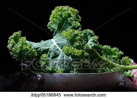 Brassica oleracea in shell, curly cabbage, spring cabbage, winter cabbage ( Brassica oleracea acephala var. sabellica) View Large Photo Image Stock Photography - Brassica oleracea in shell, curly cabbage, spring cabbage, winter cabbage ( Brassica oleracea acephala var. sabellica). Fotosearch