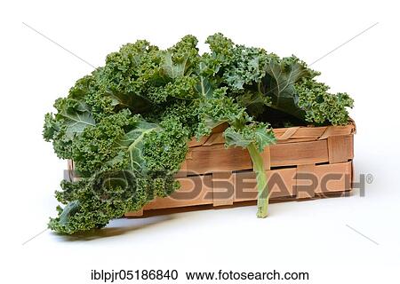 Stock Image - Brassica oleracea in spankorb ( Brassica oleracea acephala var. sabellica). Fotosearch
