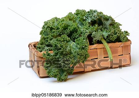 Stock Photo - Brassica oleracea in spankorb ( Brassica oleracea acephala var. sabellica). Fotosearch