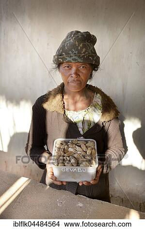 Picture - Breeder presenting farmed silkworm (Bombyx mori) cocoons, silkworm farm, Tsaramadoandro village, Bongolava region, Madagascar, Africa. Fotosearch