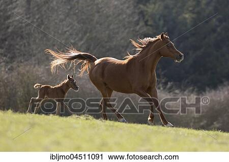 Brown Arabian mare with colt galloping View Large Photo Image Stock Image - Brown Arabian mare with colt galloping. Fotosearch