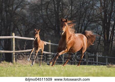 Brown Arabian mare with foal View Large Photo Image Stock Photo - Brown Arabian mare with foal. Fotosearch