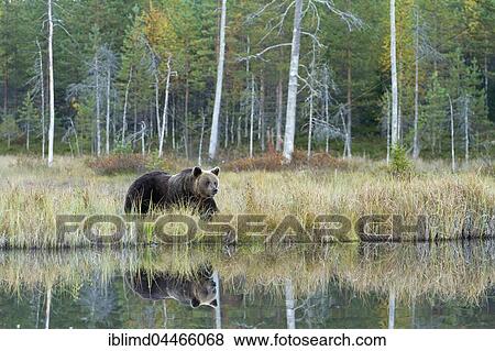 Brown bear (Ursus arctos) at lake, Kainuu, North Karelia, Finland, Europe View Large Photo Image Stock Photo - Brown bear (Ursus arctos) at lake, Kainuu, North Karelia, Finland, Europe. Fotosearch