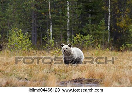 Brown bear (Ursus arctos), cub in autumn forest, Kainuu, Karelia, Finland, Europe View Large Photo Image Stock Image - Brown bear (Ursus arctos), cub in autumn forest, Kainuu, Karelia, Finland, Europe. Fotosearch