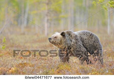 Stock Photo - Brown bear (Ursus arctos), female at edge of forest, northeastern Finland, Finland, Europe. Fotosearch