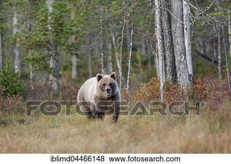 Brown bear (Ursus arctos) in autumn forest, Kainuu, North Karelia, Finland, Europe View Large Photo Image Stock Photo - Brown bear (Ursus arctos) in autumn forest, Kainuu, North Karelia, Finland, Europe. Fotosearch