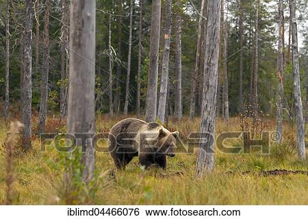 Brown bear (Ursus arctos) in autumn forest, Kainuu, North Karelia, Finland, Europe View Large Photo Image Stock Photograph - Brown bear (Ursus arctos) in autumn forest, Kainuu, North Karelia, Finland, Europe. Fotosearch