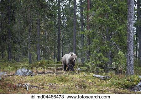 Brown bear (Ursus arctos) in forest, Kainuu, North Karelia, Finland, Europe View Large Photo Image Stock Image - Brown bear (Ursus arctos) in forest, Kainuu, North Karelia, Finland, Europe. Fotosearch