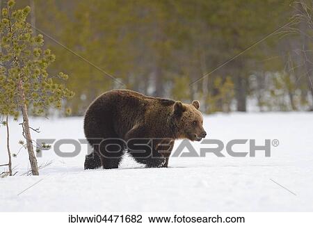 Brown bear (Ursus arctos) in snowy marshland, northeastern Finland, Finland, Europe View Large Photo Image Stock Image - Brown bear (Ursus arctos) in snowy marshland, northeastern Finland, Finland, Europe. Fotosearch
