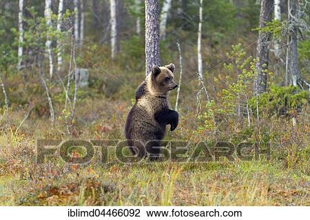 Brown bear (Ursus arctos), juvenile in tundra, Kainuu, North Karelia, Finland, Europe View Large Photo Image Stock Image - Brown bear (Ursus arctos), juvenile in tundra, Kainuu, North Karelia, Finland, Europe. Fotosearch