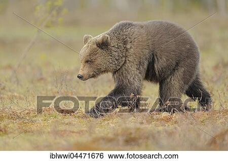 Brown bear (Ursus arctos), juvenile in marshland, northeastern Finland, Finland, Europe View Large Photo Image Stock Photograph - Brown bear (Ursus arctos), juvenile in marshland, northeastern Finland, Finland, Europe. Fotosearch