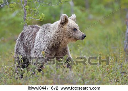 Brown bear (Ursus arctos), juvenile, northeastern Finland, Finland, Europe View Large Photo Image Stock Image - Brown bear (Ursus arctos), juvenile, northeastern Finland, Finland, Europe. Fotosearch