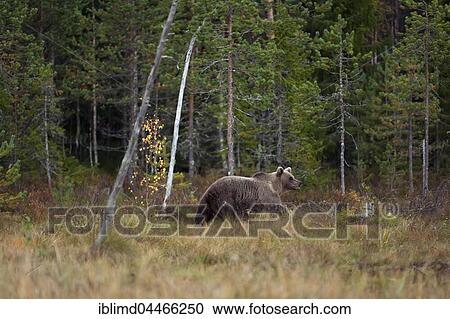 Brown bear (Ursus arctos), male, in forest, Kuhmo, Kainuu, North Karelia, Finland, Europe View Large Photo Image Stock Image - Brown bear (Ursus arctos), male, in forest, Kuhmo, Kainuu, North Karelia, Finland, Europe. Fotosearch