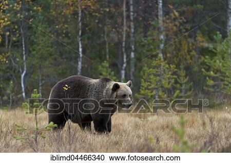 Stock Image - Brown bear (Ursus arctos), male, in forest, Kuhmo, Kainuu, North Karelia, Finland, Europe. Fotosearch