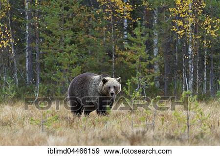 Brown bear (Ursus arctos), male, in forest, Kuhmo, Kainuu, North Karelia, Finland, Europe View Large Photo Image Stock Photo - Brown bear (Ursus arctos), male, in forest, Kuhmo, Kainuu, North Karelia, Finland, Europe. Fotosearch