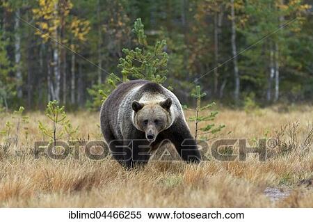 Brown bear (Ursus arctos), male, in forest, Kuhmo, Kainuu, North Karelia, Finland, Europe View Large Photo Image Stock Photography - Brown bear (Ursus arctos), male, in forest, Kuhmo, Kainuu, North Karelia, Finland, Europe. Fotosearch