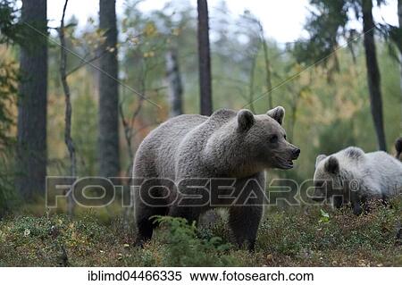 Brown Bear (Ursus arctos), mother with juvenile in forest, Kuhmo, Kainuu, North Karelia, Finland, Europe View Large Photo Image Stock Photography - Brown Bear (Ursus arctos), mother with juvenile in forest, Kuhmo, Kainuu, North Karelia, Finland, Europe. Fotosearch