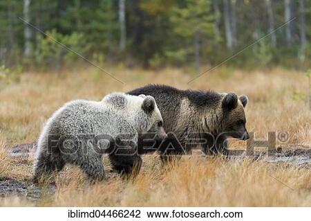 Brown bears (Ursus arctos), cubs in autumn forest, Kuhmo, Kainuu, North Karelia, Finland, Europe View Large Photo Image Stock Image - Brown bears (Ursus arctos), cubs in autumn forest, Kuhmo, Kainuu, North Karelia, Finland, Europe. Fotosearch