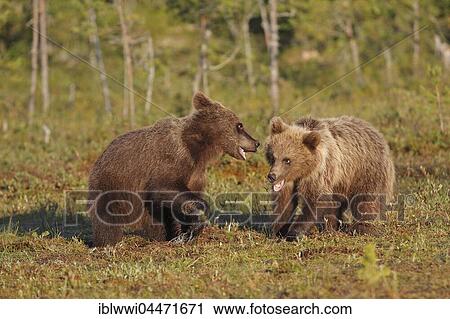 Brown bears (Ursus arctos), juveniles, siblings, in marshland, northeastern Finland, Finland, Europe View Large Photo Image Stock Image - Brown bears (Ursus arctos), juveniles, siblings, in marshland, northeastern Finland, Finland, Europe. Fotosearch