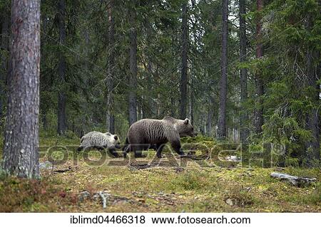 Brown bears (Ursus arctos), mother with cub in forest, Kainuu, North Karelia, Finland, Europe View Large Photo Image Stock Photo - Brown bears (Ursus arctos), mother with cub in forest, Kainuu, North Karelia, Finland, Europe. Fotosearch