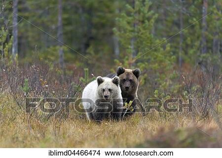 Brown bears (Ursus arctos), two cubs in autumn woods, Kuhmo, Kainuu, Karelia, Finland, Europe View Large Photo Image Picture - Brown bears (Ursus arctos), two cubs in autumn woods, Kuhmo, Kainuu, Karelia, Finland, Europe. Fotosearch