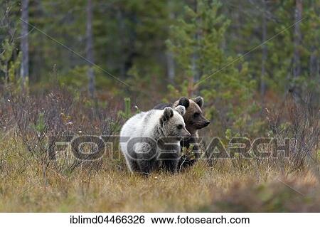 Brown bears (Ursus arctos), two cubs in autumn woods, Kuhmo, Kainuu, Karelia, Finland, Europe View Large Photo Image Stock Photograph - Brown bears (Ursus arctos), two cubs in autumn woods, Kuhmo, Kainuu, Karelia, Finland, Europe. Fotosearch
