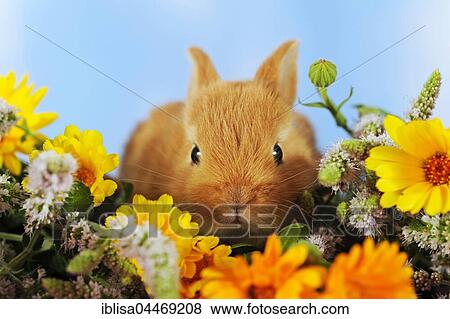 Stock Photo - Brown dwarf rabbit sitting in marigold. Fotosearch