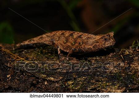 Brown leaf chameleon (Brookesia superciliaris), female, Ranomafana National Park, Madagascar, Africa View Large Photo Image Stock Image - Brown leaf chameleon (Brookesia superciliaris), female, Ranomafana National Park, Madagascar, Africa. Fotosearch