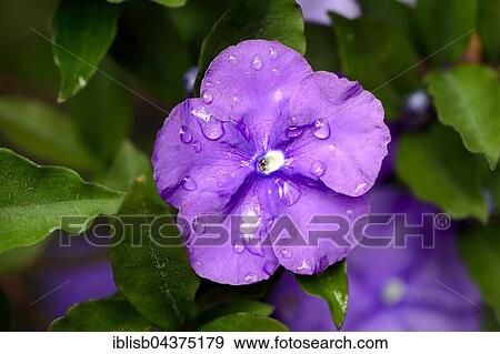 Stock Photo - Brunfelsia (Brunfelsia uniflora), blossom, origin South America, Jardín de Aclimatión de La Orotava Botanical Garden, Puerto de la Cruz, Tenerife, Spain, Europe. Fotosearch