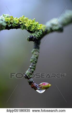 Bud of the amber tree ( Liquidambar styraciflua) with drops of water View Large Photo Image Stock Photography - Bud of the amber tree ( Liquidambar styraciflua) with drops of water. Fotosearch