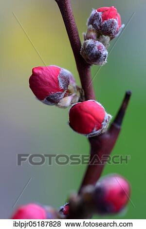 Buds, Japanese ornamental peach, Prunus persica Melred View Large Photo Image Stock Photo - Buds, Japanese ornamental peach, Prunus persica Melred. Fotosearch