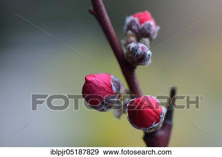 Buds, Japanese ornamental peach, Prunus persica Melred View Large Photo Image Stock Photo - Buds, Japanese ornamental peach, Prunus persica Melred. Fotosearch