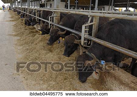 Buffalo, livestock farming, production for buffalo mozzarella, Tennuta Vannulo near Paestum, Campania, Italy, Europe View Large Photo Image Stock Photography - Buffalo, livestock farming, production for buffalo mozzarella, Tennuta Vannulo near Paestum, Campania, Italy, Europe. Fotosearch
