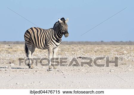 Stock Photography - Burchell's zebra (Equus quagga burchellii) standing on stony ground, Etosha National Park, Namibia, Africa. Fotosearch