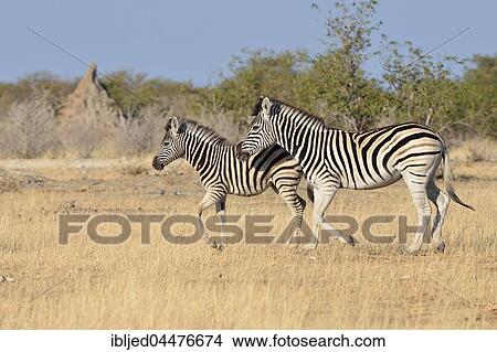 Burchell's zebras (Equus quagga burchellii), adult and foal trotting, Etosha National Park, Namibia, Africa View Large Photo Image Picture - Burchell's zebras (Equus quagga burchellii), adult and foal trotting, Etosha National Park, Namibia, Africa. Fotosearch