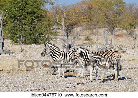 Burchell's zebras (Equus quagga burchellii), adult male and female with foal on stony ground, Etosha National Park, Namibia, Africa View Large Photo Image Stock Image - Burchell's zebras (Equus quagga burchellii), adult male and female with foal on stony ground, Etosha National Park, Namibia, Africa. Fotosearch