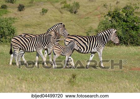 Burchell's zebras (Equus quagga burchellii), adults and foal walking in grassland, Addo Elephant National Park, Eastern Cape, South Africa, Africa View Large Photo Image Stock Image - Burchell's zebras (Equus quagga burchellii), adults and foal walking in grassland, Addo Elephant National Park, Eastern Cape, South Africa, Africa. Fotosearch