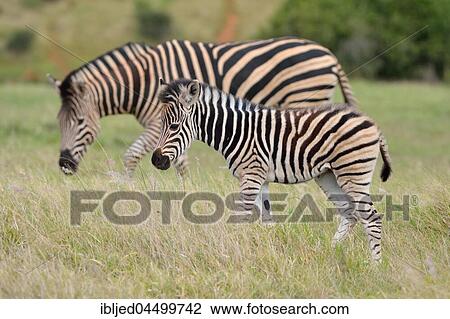 Burchell's zebras (Equus quagga burchellii), foal walking on grass, Addo Elephant National Park, Eastern Cape, South Africa, Africa View Large Photo Image Stock Image - Burchell's zebras (Equus quagga burchellii), foal walking on grass, Addo Elephant National Park, Eastern Cape, South Africa, Africa. Fotosearch