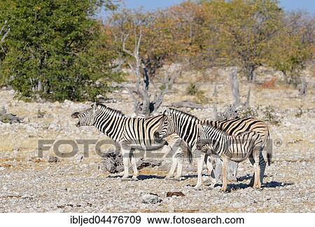 Burchell's zebras (Equus quagga burchellii), adult male and female with foal on stony ground, Etosha National Park, Namibia, Africa View Large Photo Image Stock Photo - Burchell's zebras (Equus quagga burchellii), adult male and female with foal on stony ground, Etosha National Park, Namibia, Africa. Fotosearch