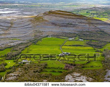 Burren, green pastures with cows and sheep, nature reserve, limestone rock, chalk cliff formation, Mullaghmore Burren, County Galway, County Clare, Ireland, Europe View Large Photo Image Stock Image - Burren, green pastures with cows and sheep, nature reserve, limestone rock, chalk cliff formation, Mullaghmore Burren, County Galway, County Clare, Ireland, Europe. Fotosearch