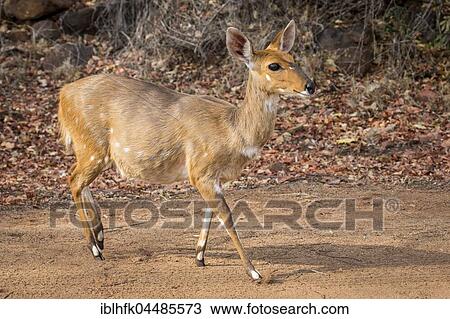 Bushbuck (Tragelaphus scriptus), Kruger National Park, Republic of South Africa View Large Photo Image Stock Image - Bushbuck (Tragelaphus scriptus), Kruger National Park, Republic of South Africa. Fotosearch