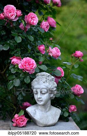 Stock Image - Bust with roses, variety Leonardo da Vinci. Fotosearch