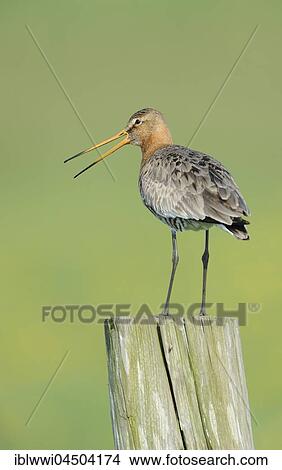 Picture - Calling Black-tailed godwit (Limosa limosa), standing on fence post, Texel, The Netherlands, Europe. Fotosearch