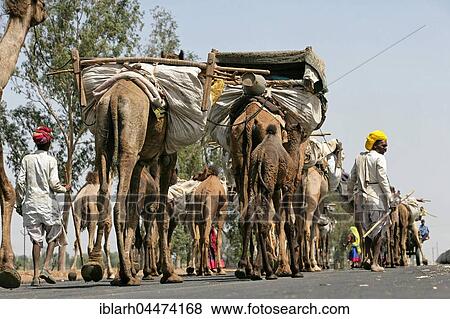 Camel caravan on road, near Bharatpur, Rajasthan, India, Asia View Large Photo Image Stock Photo - Camel caravan on road, near Bharatpur, Rajasthan, India, Asia. Fotosearch