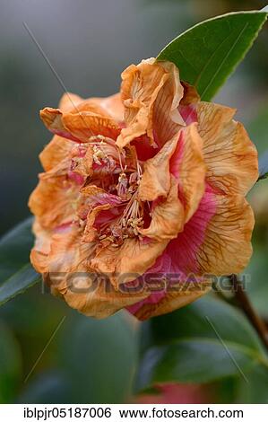 Camellia blossom damaged by rain (Camellia japonica) Rain damage, rain, withered View Large Photo Image Stock Photograph - Camellia blossom damaged by rain (Camellia japonica) Rain damage, rain, withered. Fotosearch