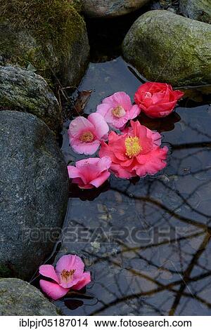 Camellia flowers in puddle, Japanese camellias (Camellia japonica) View Large Photo Image Picture - Camellia flowers in puddle, Japanese camellias (Camellia japonica). Fotosearch
