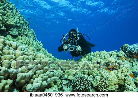 Camera man scuba diver swims near Dome Coral (Porites nodifera), Red sea, Sharm El Sheikh, Sinai Peninsula, Egypt, Africa View Large Photo Image Stock Photograph - Camera man scuba diver swims near Dome Coral (Porites nodifera), Red sea, Sharm El Sheikh, Sinai Peninsula, Egypt, Africa. Fotosearch