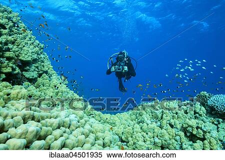 Camera man scuba diver swims near Dome Coral (Porites nodifera), Red sea, Sharm El Sheikh, Sinai Peninsula, Egypt, Africa View Large Photo Image Stock Photography - Camera man scuba diver swims near Dome Coral (Porites nodifera), Red sea, Sharm El Sheikh, Sinai Peninsula, Egypt, Africa. Fotosearch